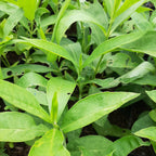 Phlox paniculata 'White Admiral'