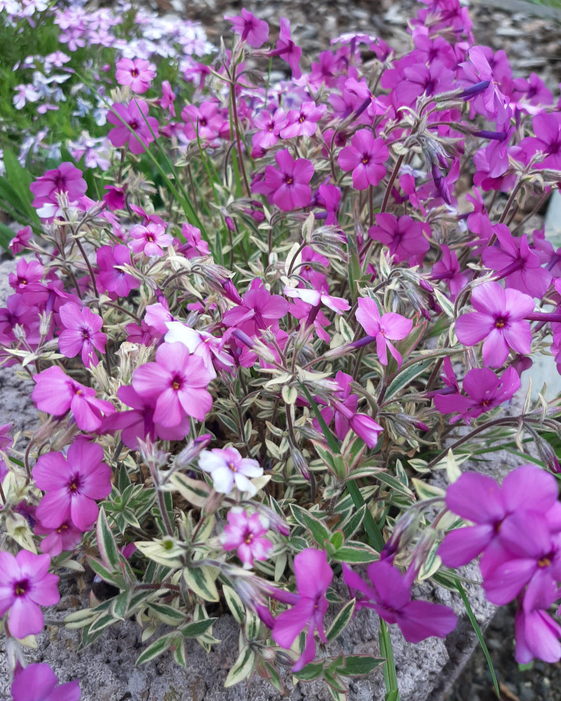 Phlox procumbens 'Variegata' Kriechende Flammenblume in Blüte