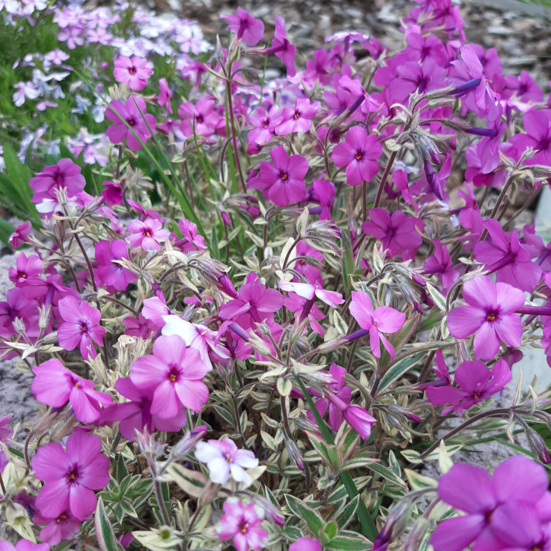 Phlox procumbens 'Variegata' Kriechende Flammenblume in Blüte
