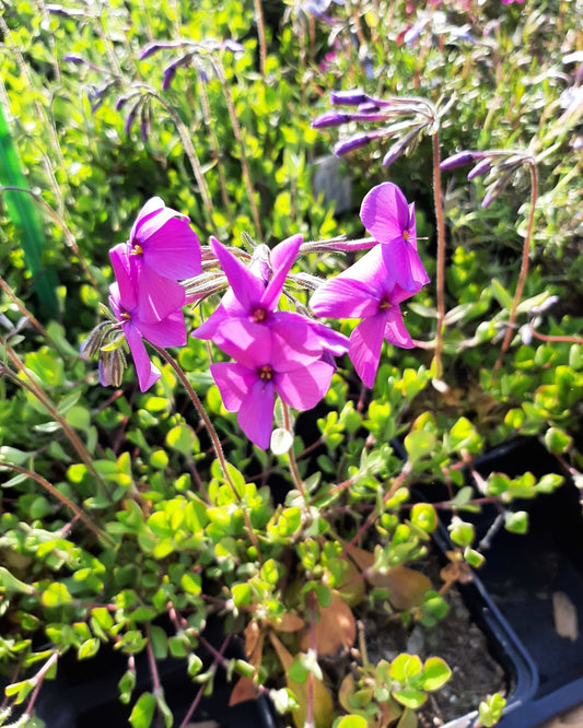 Phlox stolonifera 'Red Ridge' Ausläufer-Flammenblume in Blüte