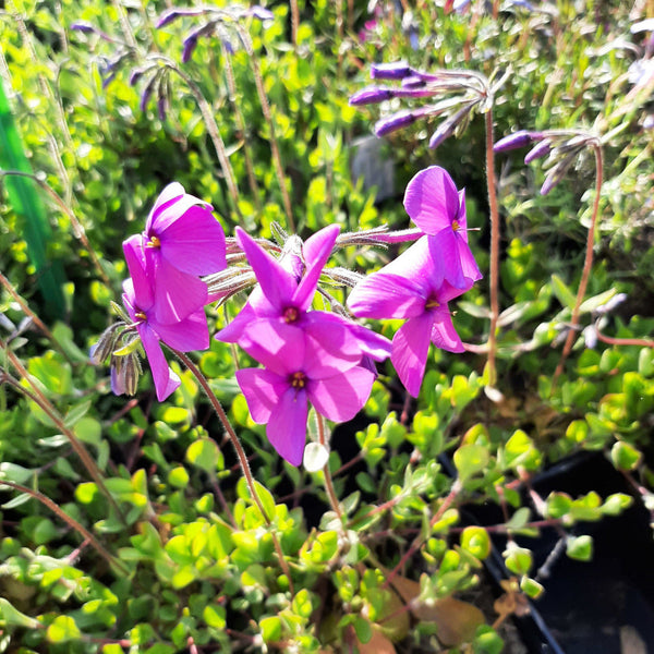 Phlox stolonifera 'Red Ridge' Ausläufer-Flammenblume in Blüte