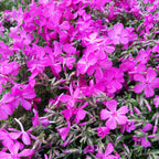 Phlox subulata ‘McDaniel’s Cushion’