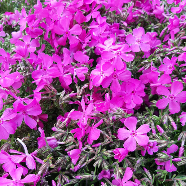 Phlox subulata ‘McDaniel’s Cushion’
