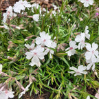 Phlox subulata 'Amazing Grace' Teppich-Flammenblume in Blüte