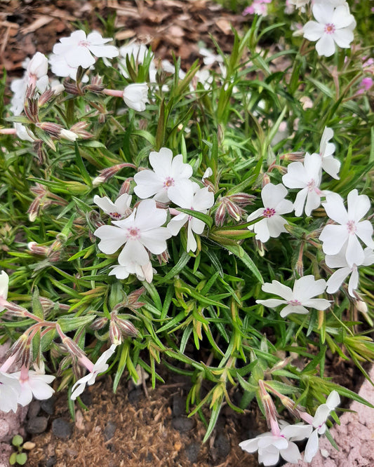 Phlox subulata 'Amazing Grace' Teppich-Flammenblume in Blüte