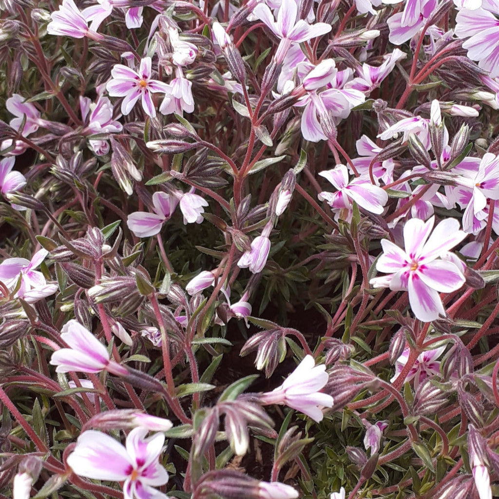 Phlox subulata 'Candy Stripes'  Teppich-Flammenblume in Blüte