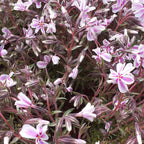 Phlox subulata 'Candy Stripes'  Teppich-Flammenblume in Blüte
