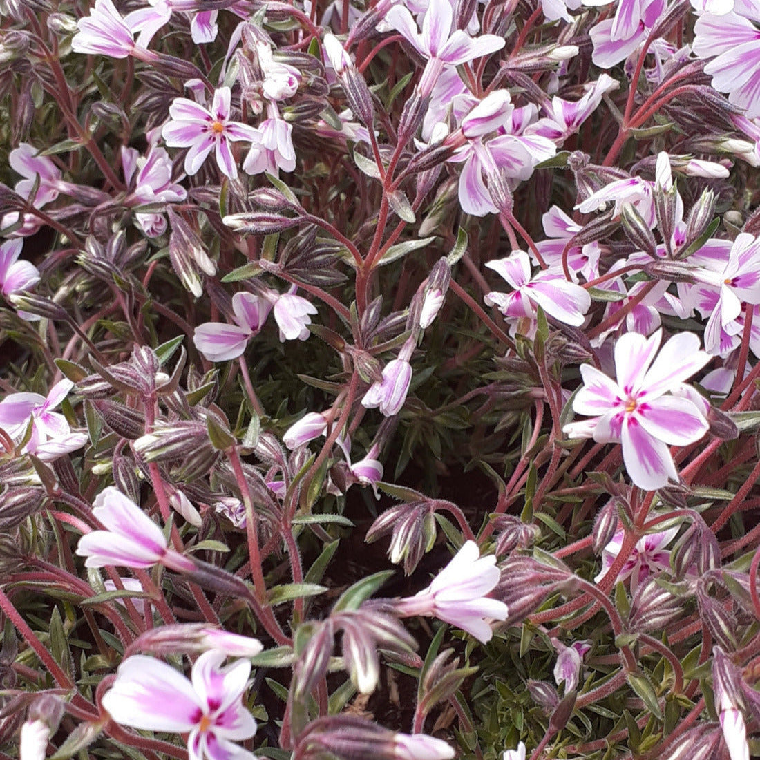 Phlox subulata 'Candy Stripes'  Teppich-Flammenblume in Blüte