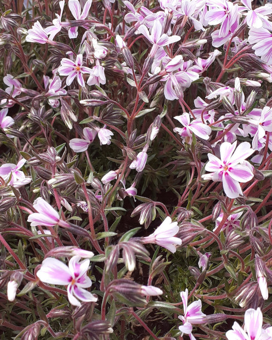 Phlox subulata 'Candy Stripes'  Teppich-Flammenblume in Blüte