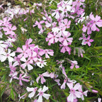 Phlox subulata 'Moerheimii' Teppich-Flammenblume in Blüte