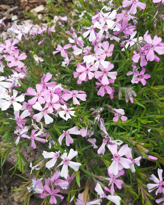 Phlox subulata 'Moerheimii' Teppich-Flammenblume in Blüte