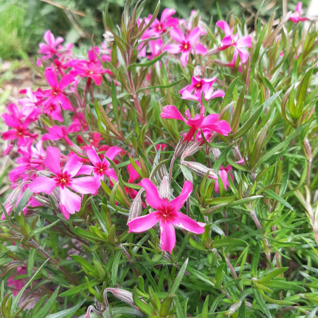 Phlox subulata 'Scarlet Flame' Teppich-Flammenblume in Blüte