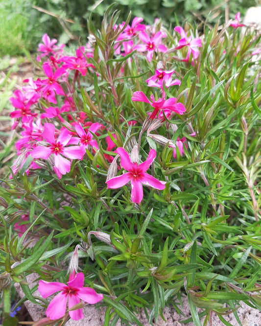 Phlox subulata 'Scarlet Flame' Teppich-Flammenblume in Blüte