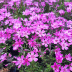 Phlox subulata 'Zwergenteppich' Teppich-Flammenblume in Blüte