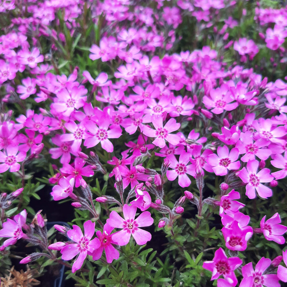 Phlox subulata 'Zwergenteppich' Teppich-Flammenblume in Blüte