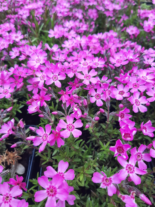 Phlox subulata 'Zwergenteppich' Teppich-Flammenblume in Blüte