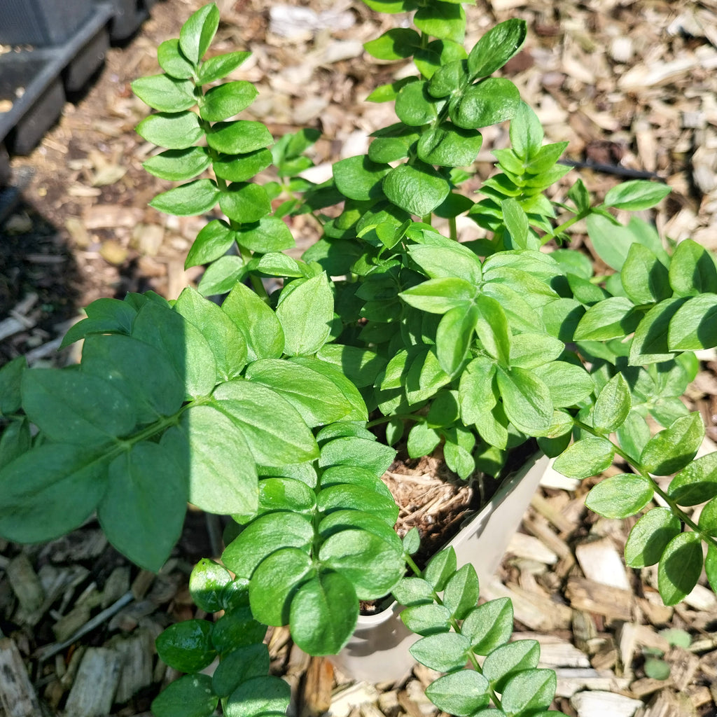 Polemonium boreale 'Heavenly Habit' Jakobsleiter, Himmelsleiter
