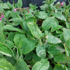 Pulmonaria saccharata