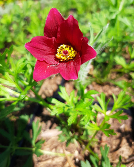 Pulsatilla vulgaris 'Rote Glocke' Kuhschelle, Küchenschelle Blüte