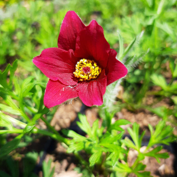 Pulsatilla vulgaris 'Rote Glocke' Kuhschelle, Küchenschelle Blüte