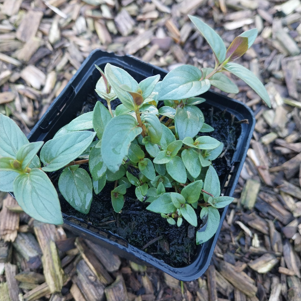 Pycnanthemum muticum Scheinbergminze