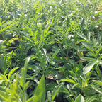 Ratibida columnifera fo. pulcherrima  Präriezapfenblume