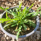 Reseda lutea Gelbe Resede