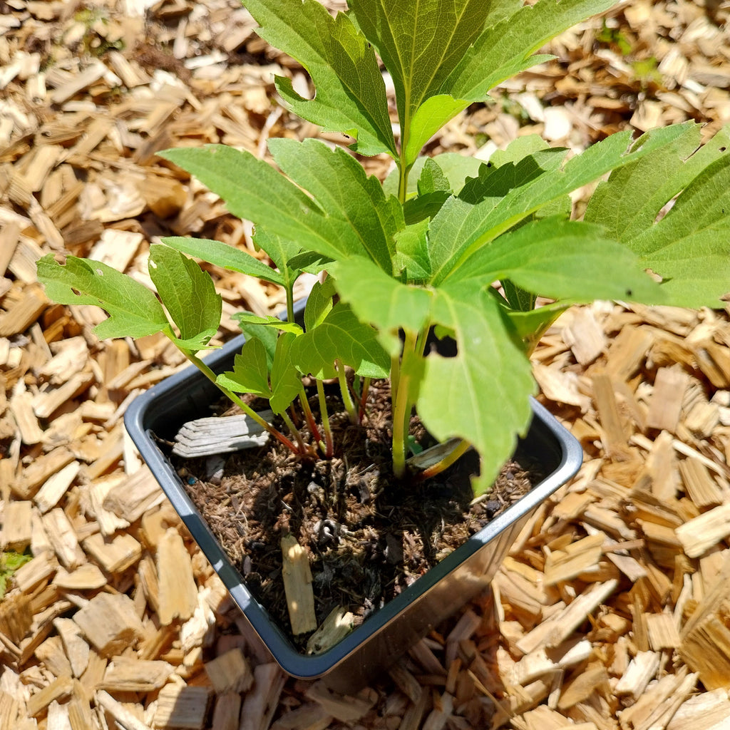 Rudbeckia laciniata 'Goldball'