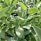 Salvia apiana Weißer Salbei / Räuchersalbei