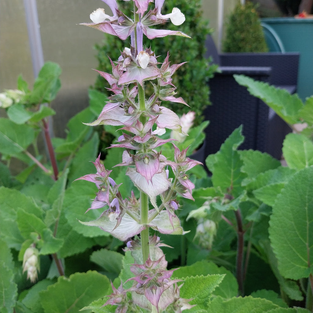Salvia sclarea Blüte