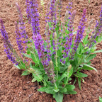 Salvia nemorosa ‘Mainacht’ – Garten-Blüten-Salbei