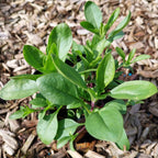 Saponaria ocymoides Kissen-Seifenkraut