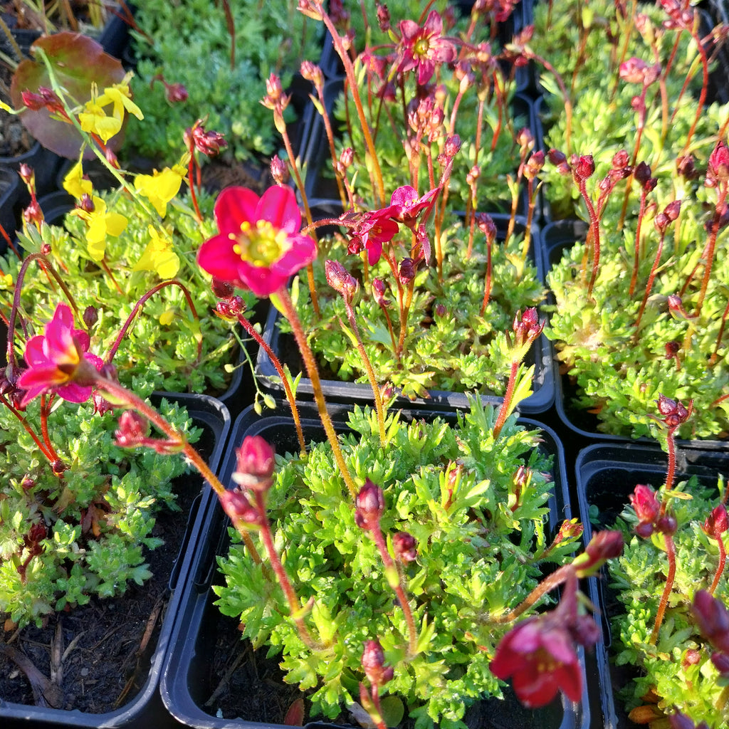 Saxifraga × arendsii ‘Purpurteppich’