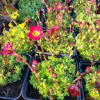 Saxifraga × arendsii ‘Purpurteppich’