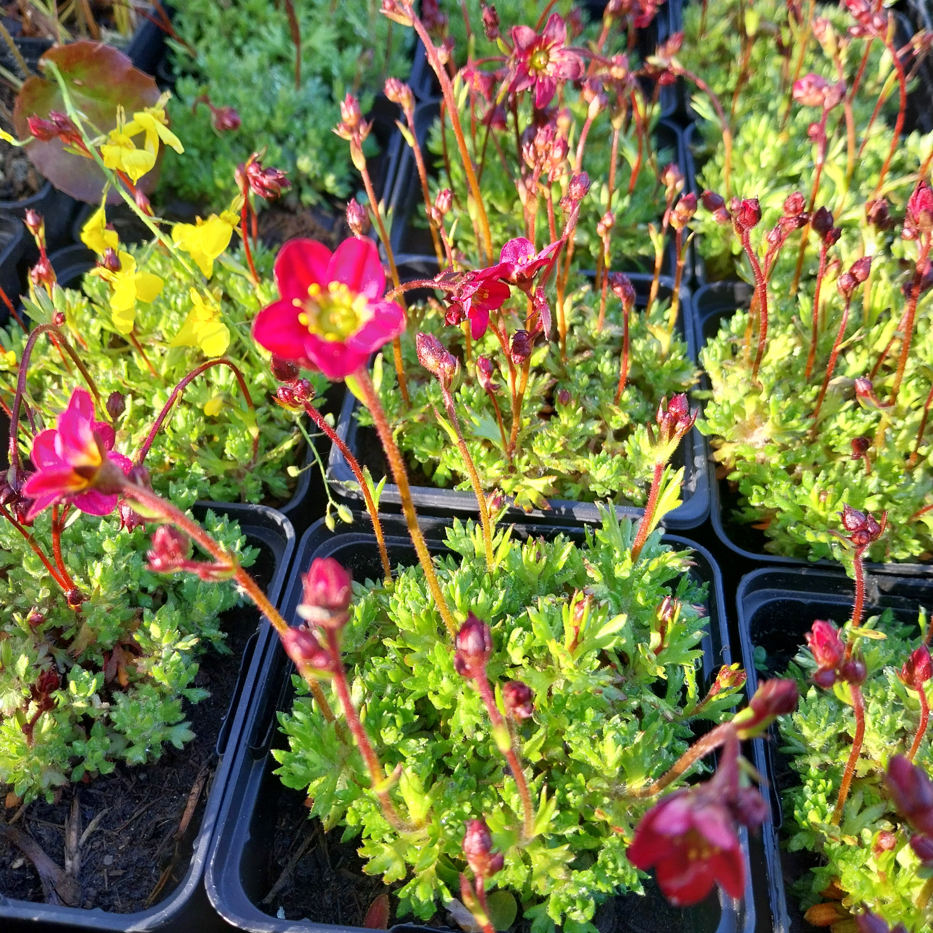 Saxifraga × arendsii ‘Purpurteppich’