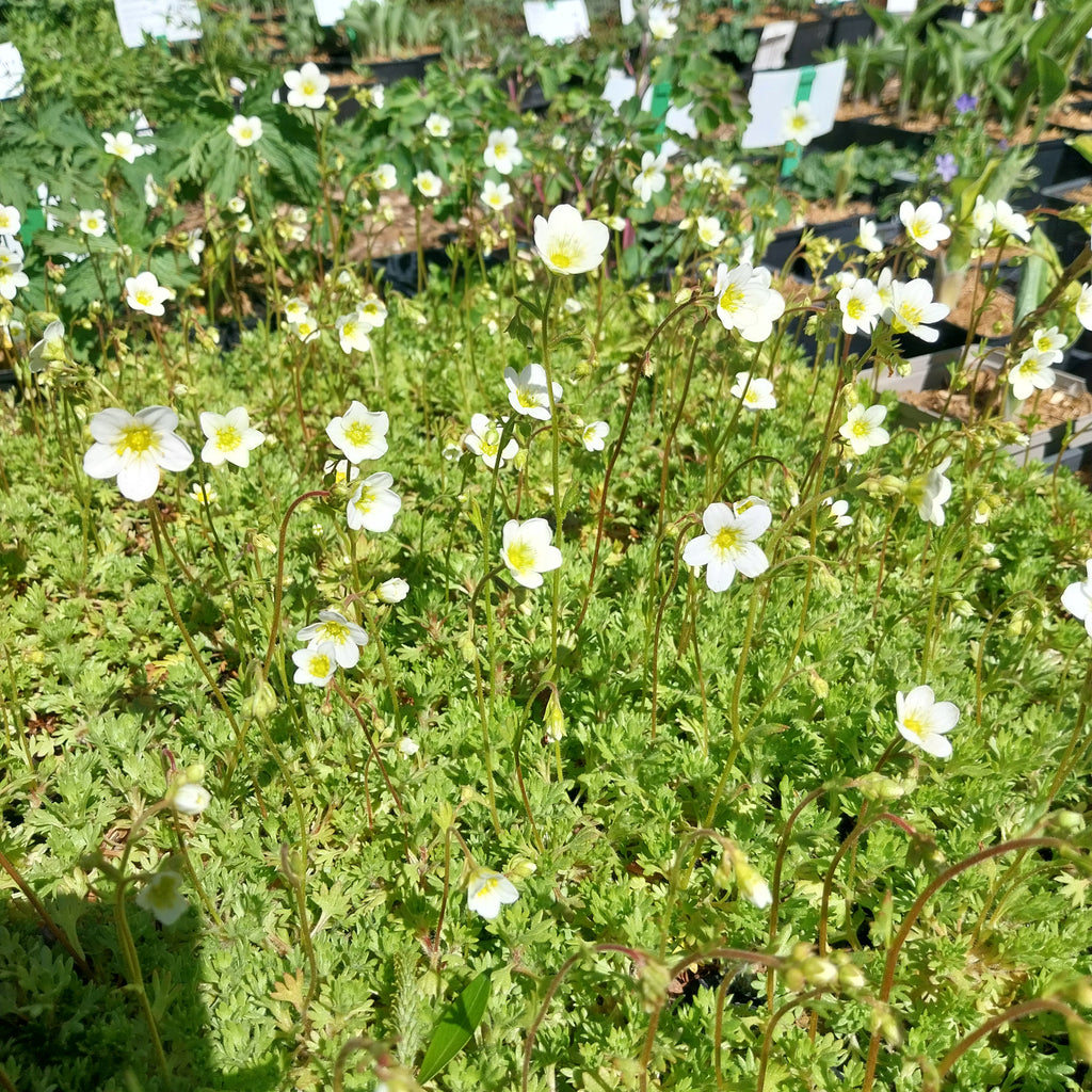 Saxifraga × arendsii ‘Schneeteppich’