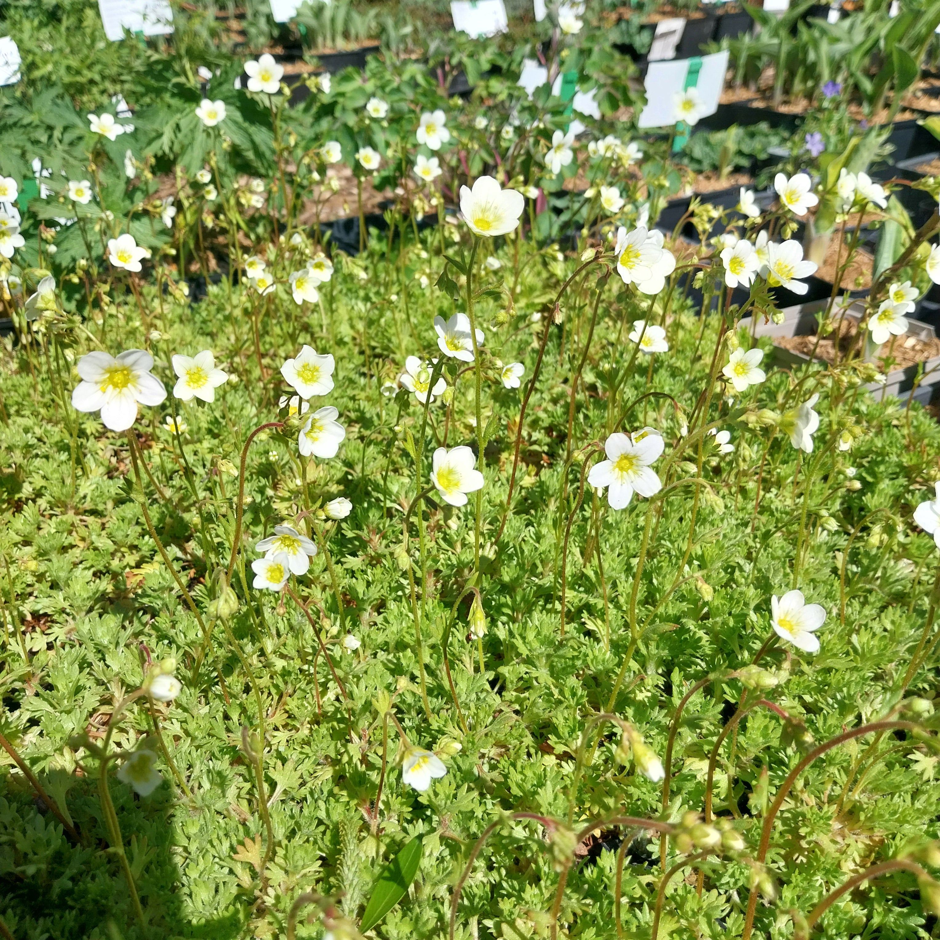 Saxifraga × arendsii ‘Schneeteppich’