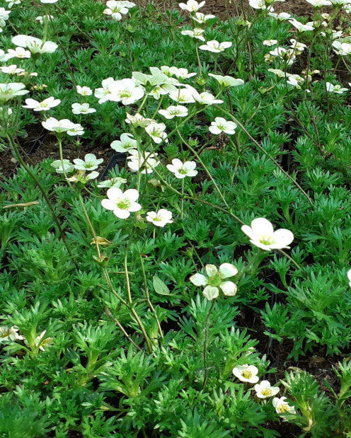 Saxifraga arendsii 'Adebar' Moos-Steinbrech in Blüte