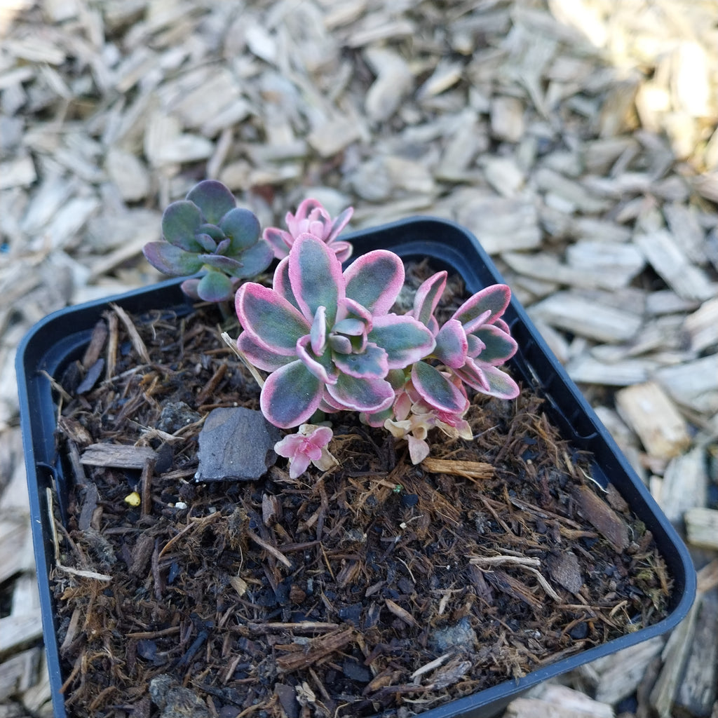 Sedum ‘Dream Dazzler’