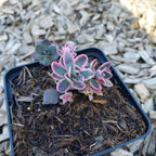 Sedum ‘Dream Dazzler’