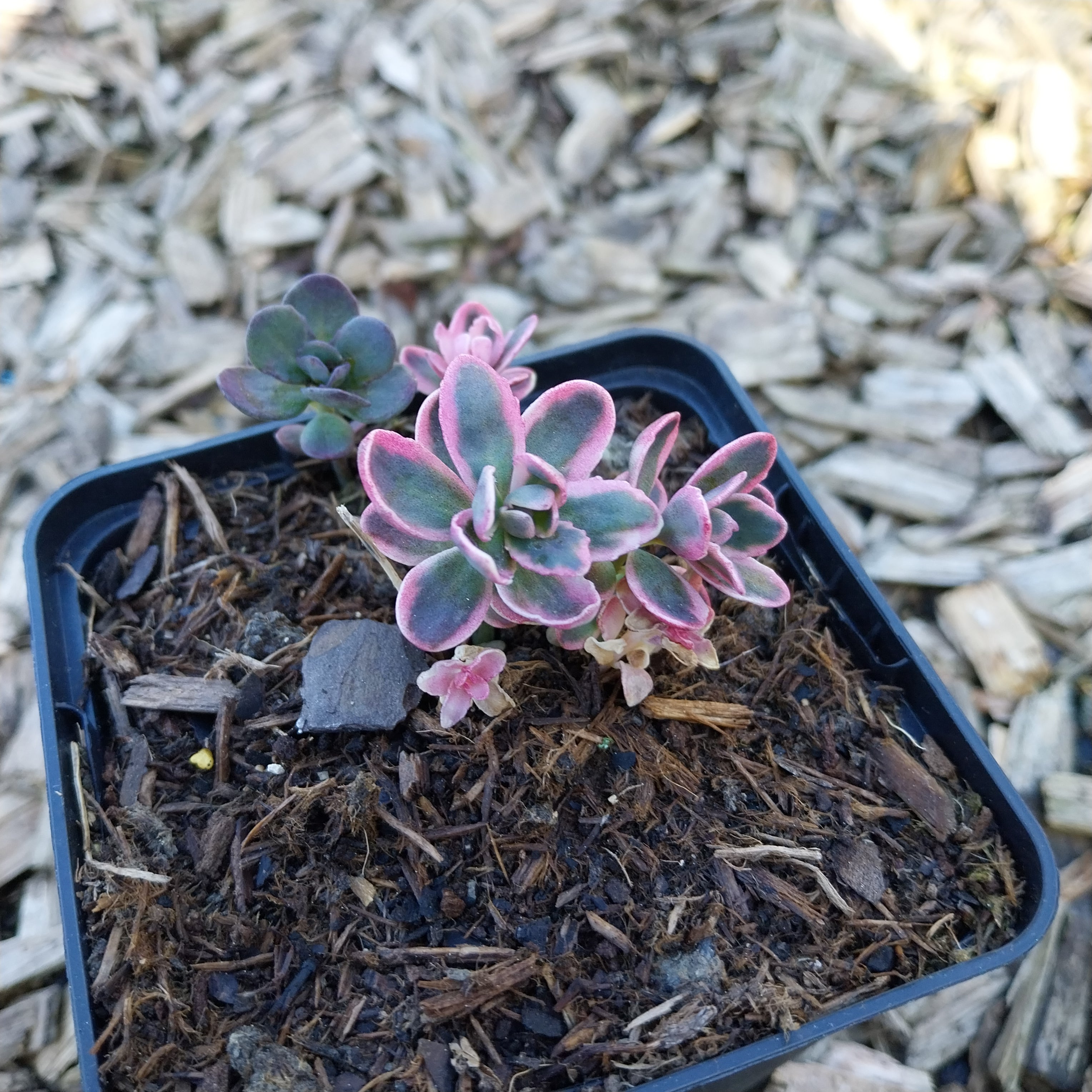 Sedum ‘Dream Dazzler’