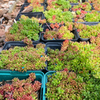 Sedum oreganum – Oregon-Fettblatt