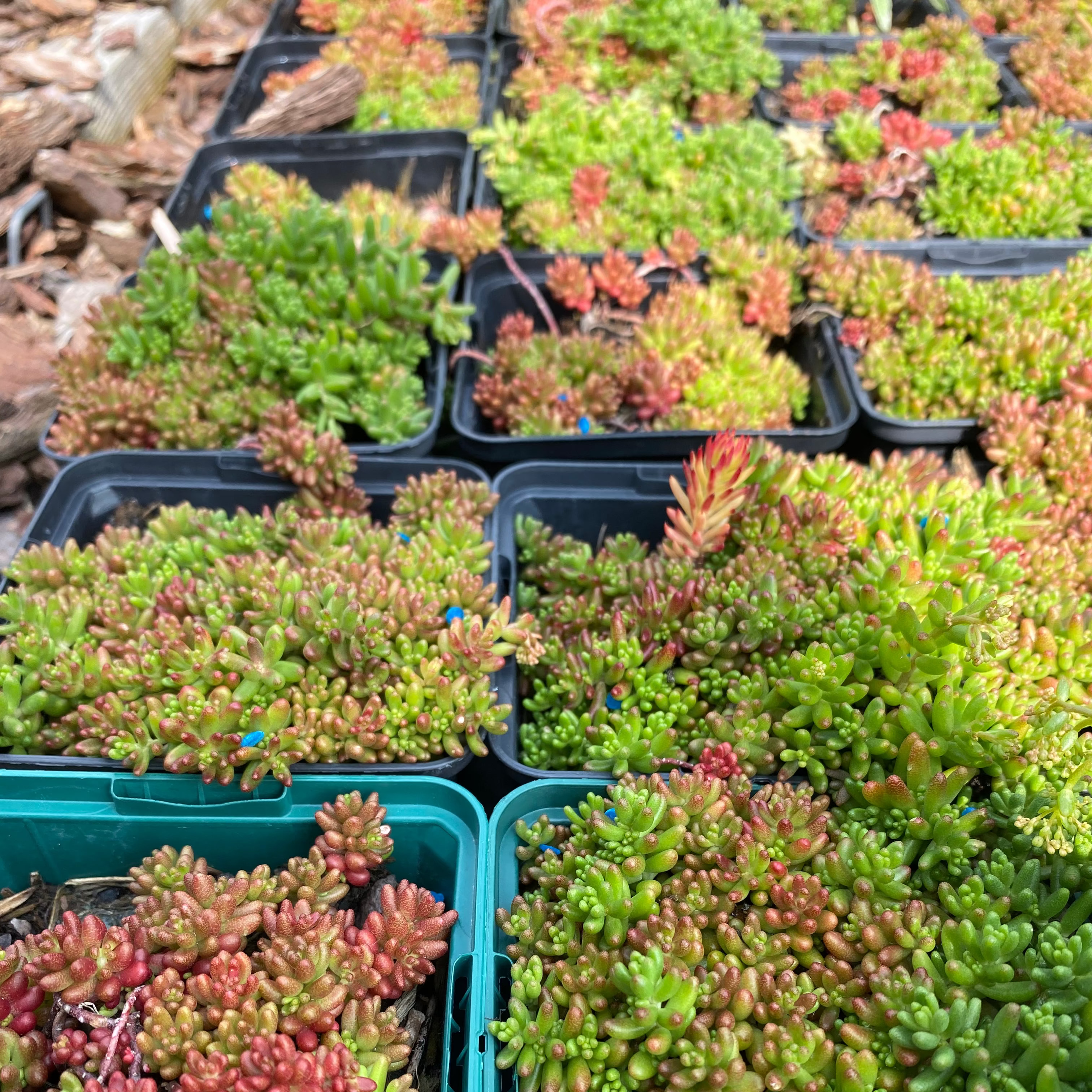 Sedum oreganum – Oregon-Fettblatt