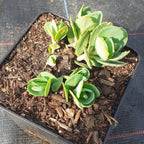 Sedum spectabile 'Carl' – Hohes Garten-Fettblatt