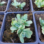 Sedum spectabile 'Lisa' Prächtiges Fettblatt