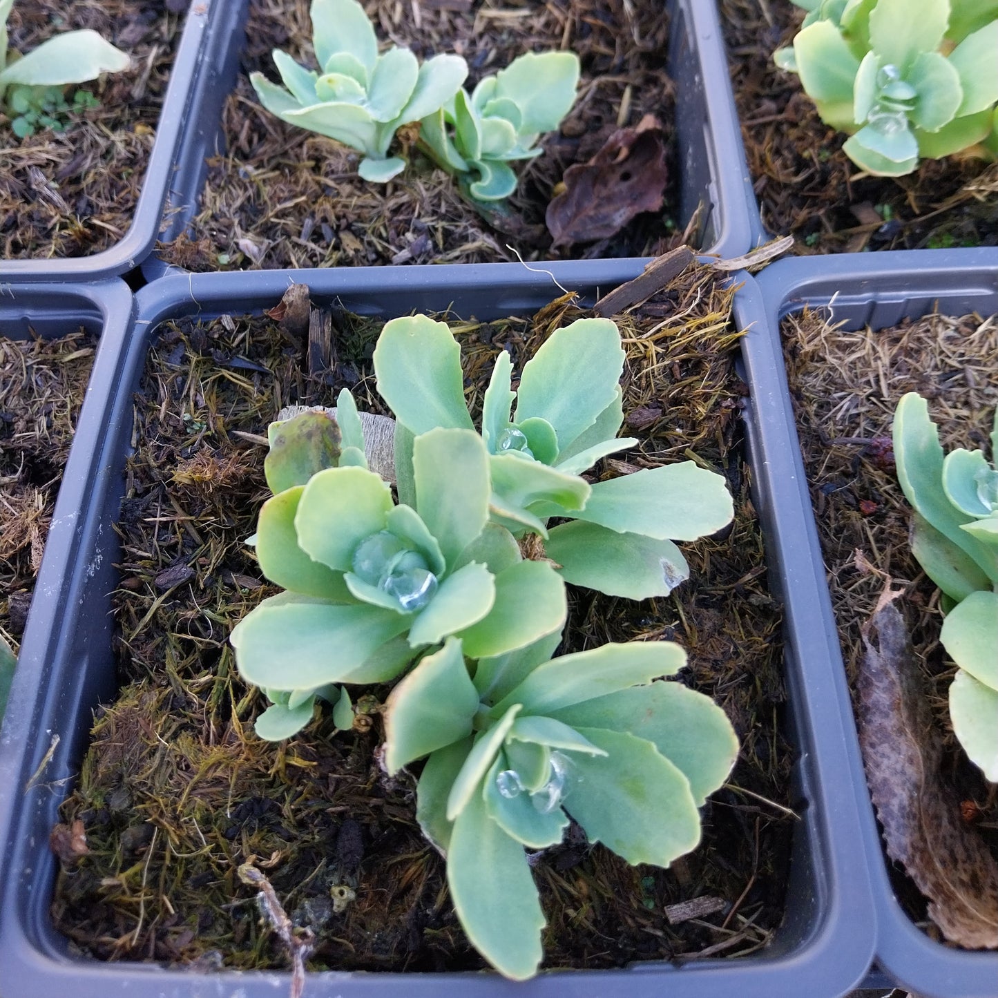 Sedum spectabile 'Lisa' Prächtiges Fettblatt