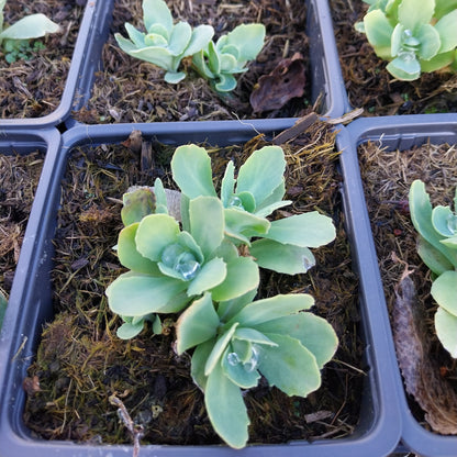 Sedum spectabile 'Lisa' Prächtiges Fettblatt