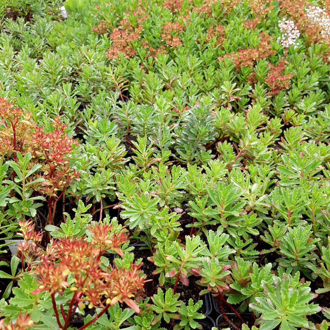 Sedum kamtschaticum var. kamtschaticum