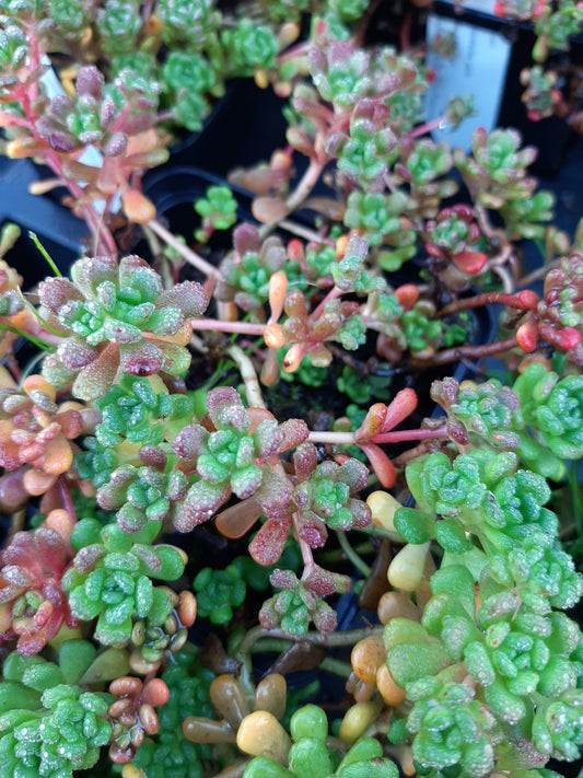 Sedum oreganum Oregon-Fettblatt