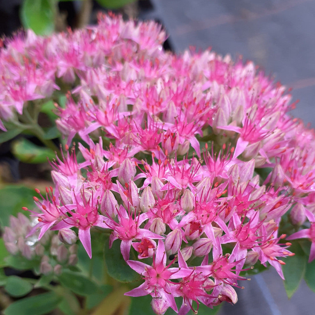 Sedum spectabile 'Carl' – Hohes Garten-Fettblatt
